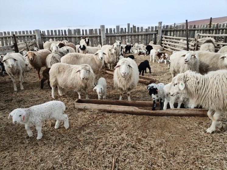 Два хозяйства получили статус племенных репродукторов в Забайкалье