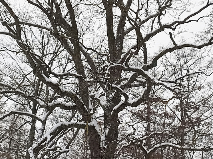 Снег неожиданно выпал в пустыне Саудовской Аравии