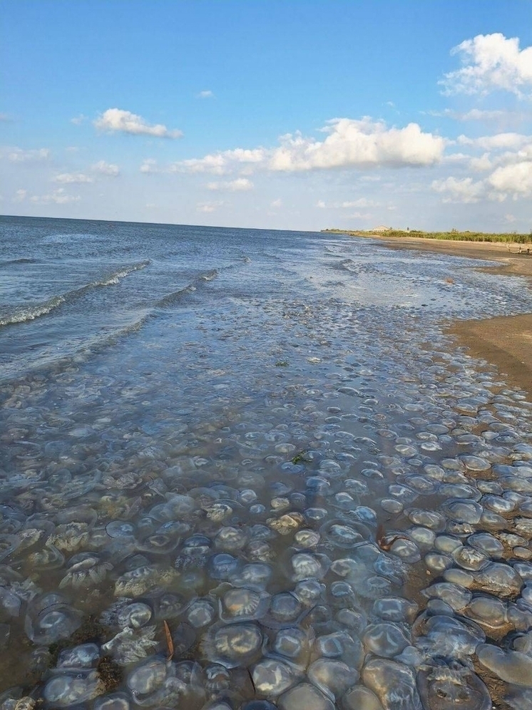 Рост численности медуз мешает развитию туризма и рыбного промысла в Азовском море