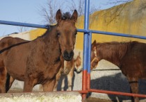 Возможную причину неоднократного отравления коней в конном клубе «У Озера» Волгоградской области назвала «МК» владелица пострадавших лошадей Ярослава Петренко