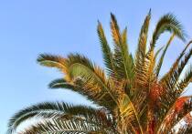 Новый год остаётся одним из самых значимых праздников, однако разные поколения подходят к его празднованию по-своему. На основе данных исследований о ценностях миллениалов и поколения Z можно проследить, как отличаются их новогодние привычки — и что стоит за этими различиями. Как миллениалы и зумеры встречают Новый год: кто сохраняет традиции, а кто меняет правила, рассказала в интервью «МК в Великом Новгороде» корпоративный психолог Дарин Троценко.