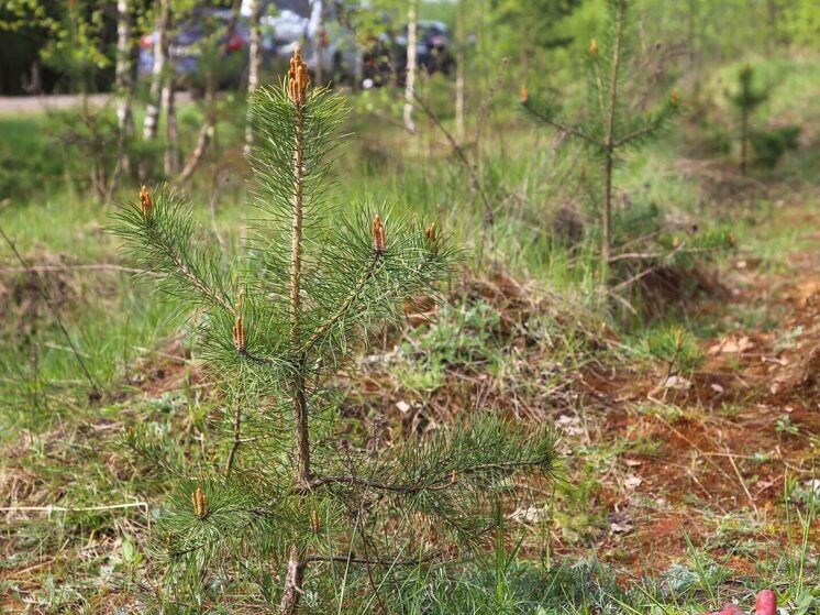 В Тверской области подготовили более 42 миллионов хвойных сеянцев
