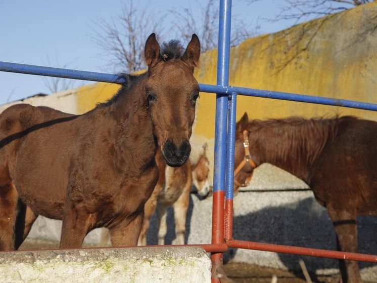 Возможную причину неоднократного отравления коней в конном клубе «У Озера» Волгоградской области назвала «МК» владелица пострадавших лошадей Ярослава Петренко