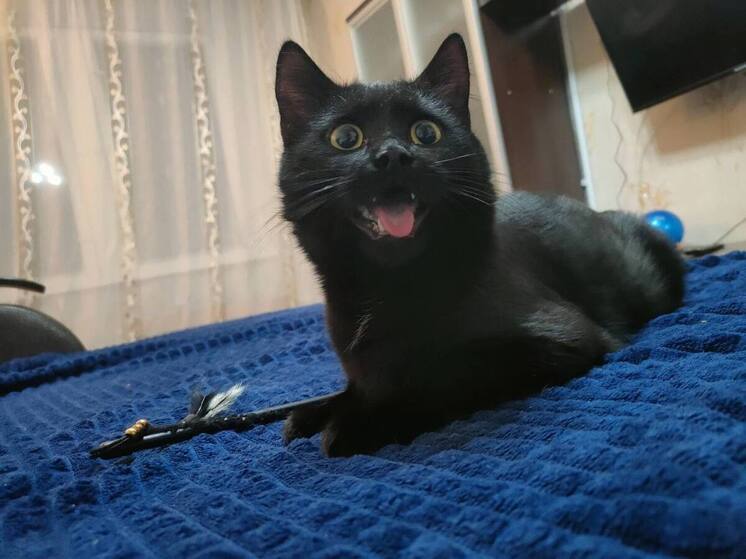 Сотрудница новгородского «Горхоза» спасла семнадцать котят