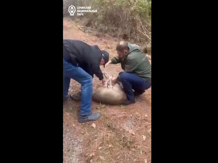 В Сочи молодой самец косули попал в здание торгового центра
