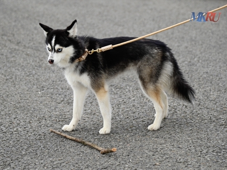 В Калуге открыли вторую современную площадку для собак