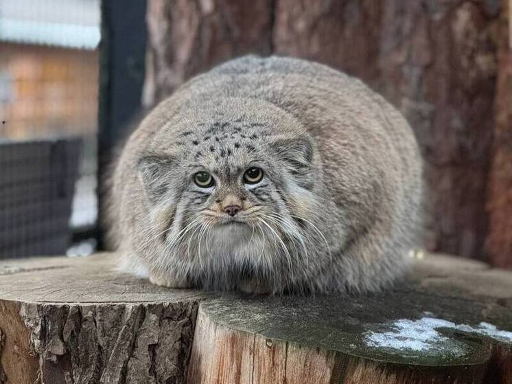 Ленинградский манул Шу готовится к свиданию с барнаульской гостьей