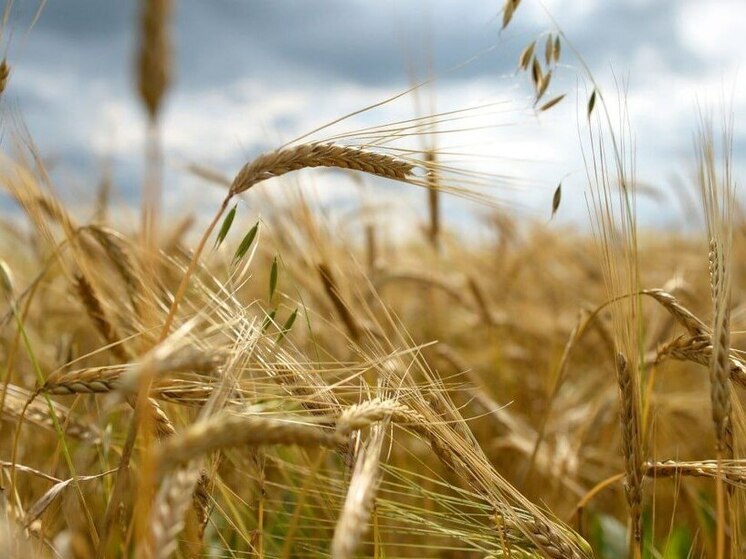 Из Чувашии в Белоруссию отправили еще 141 тонну ячменя