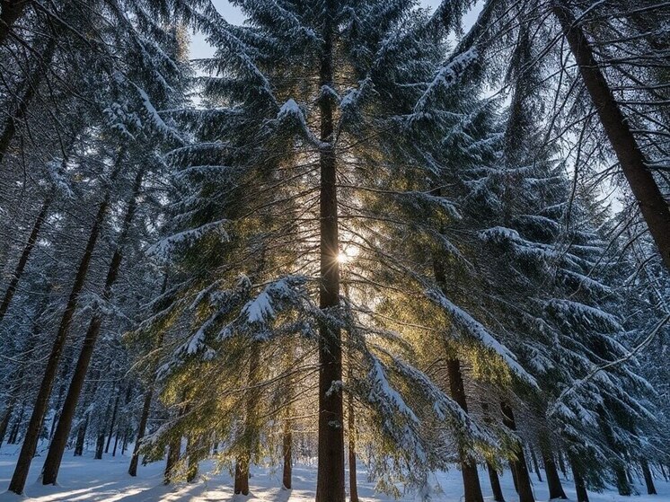 В Сургуте и Лянторе открылась продажа порубочных талонов на ели