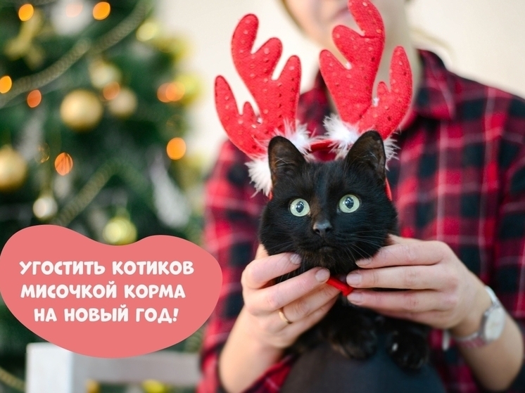 Пермский приют «Матроскин» запускает акцию «Новогодний мешок добра»