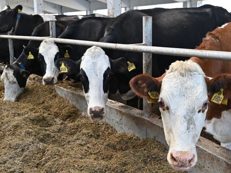 Агропромышленный комплекс Ивановской области демонстрирует значительный рост инвестиций