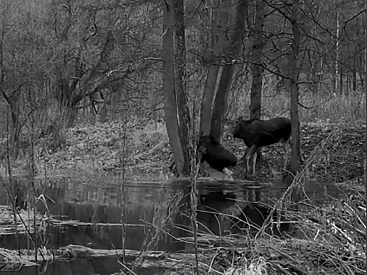 Калужанам показали тайную жизнь диких лосей