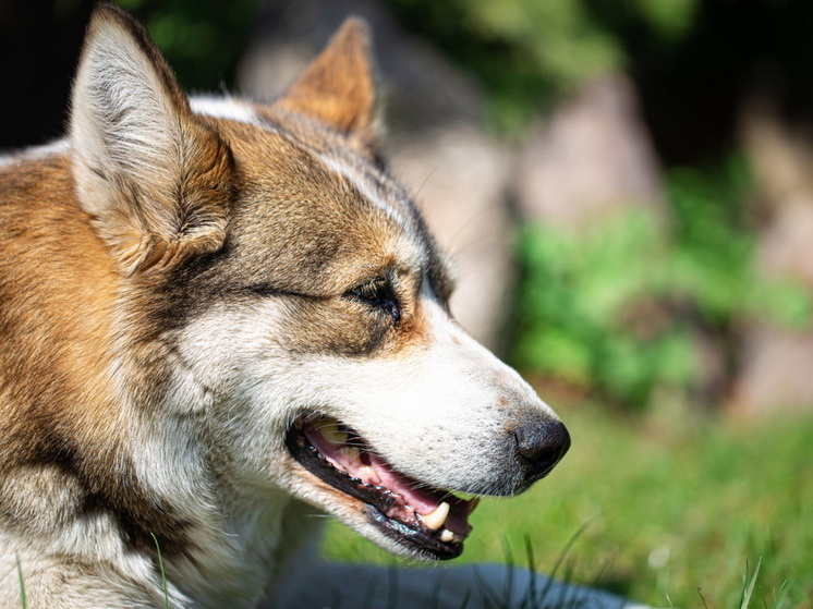 Сернурская администрация выплатит ребенку компенсацию за укус собаки