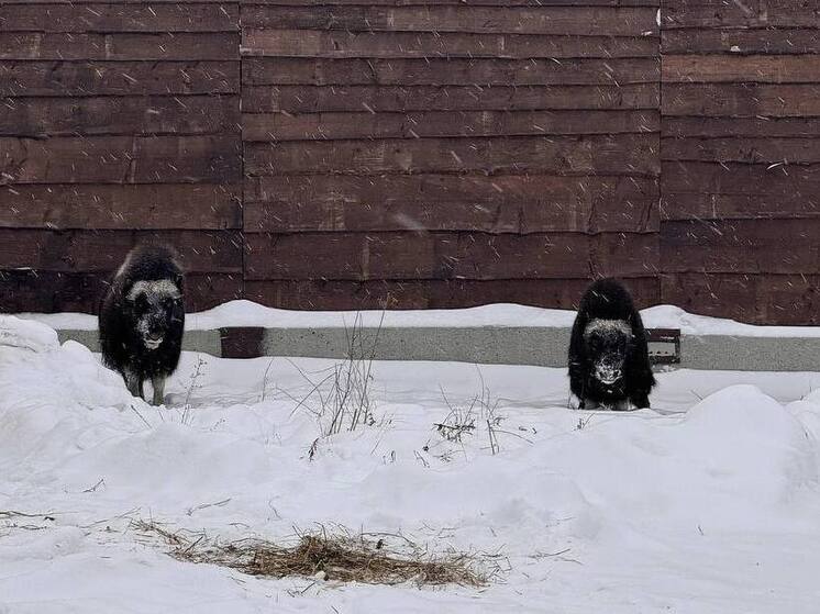 Ямальские овцебыки прибыли в Пермский зоопарк