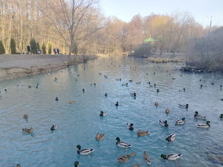 Синоптики рассказали, что ждать от погоды в Белгородской области 20 декабря