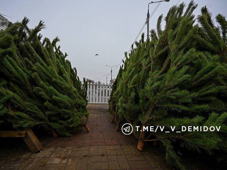 Мэр Белгорода опубликовал адреса елочных базаров