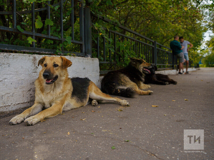 Власти Татарстана планируют усилить контроль над бездомными собаками