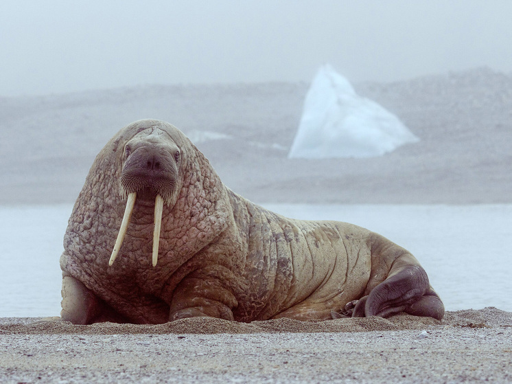 В «Домодедово» задержан мужчина, пытавшийся вывезти из России клыки моржа