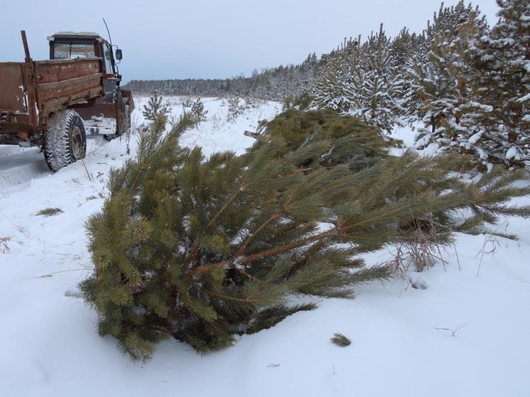 В Чебаркульском районе и Копейске пресекли нелегальный елочный бизнес
