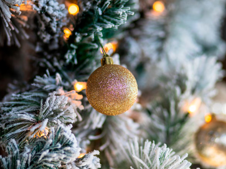 Где искать идеальную елку в Брянске?