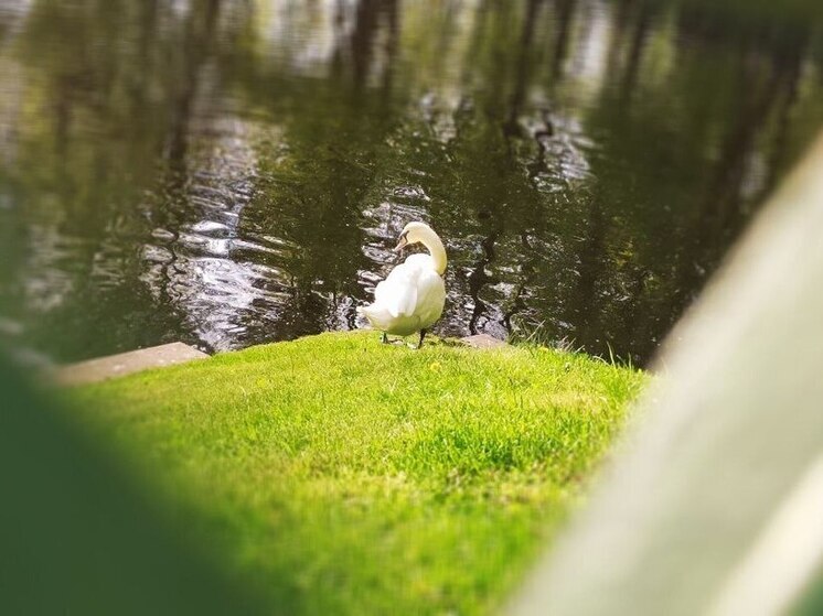 Из-за мазута в гавани Балтийска начали гибнуть лебеди