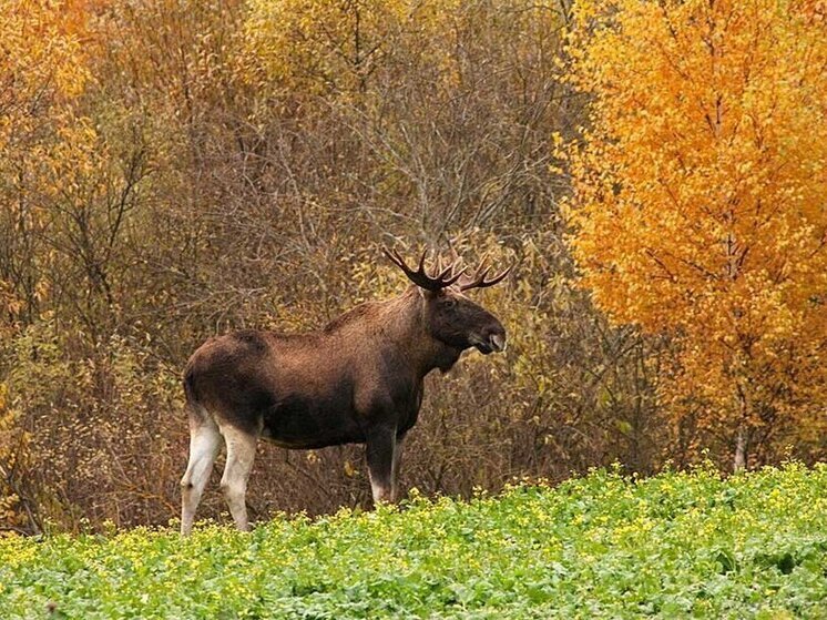 В Ярославской области браконьеры убили четырех лосей