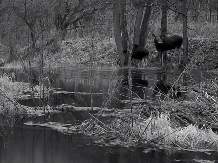 Под Калугой лесных великанов запечатлели во время водных процедур