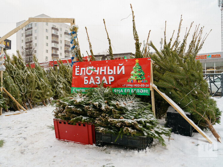 В Казани по 19 адресам началась продажа новогодних елей