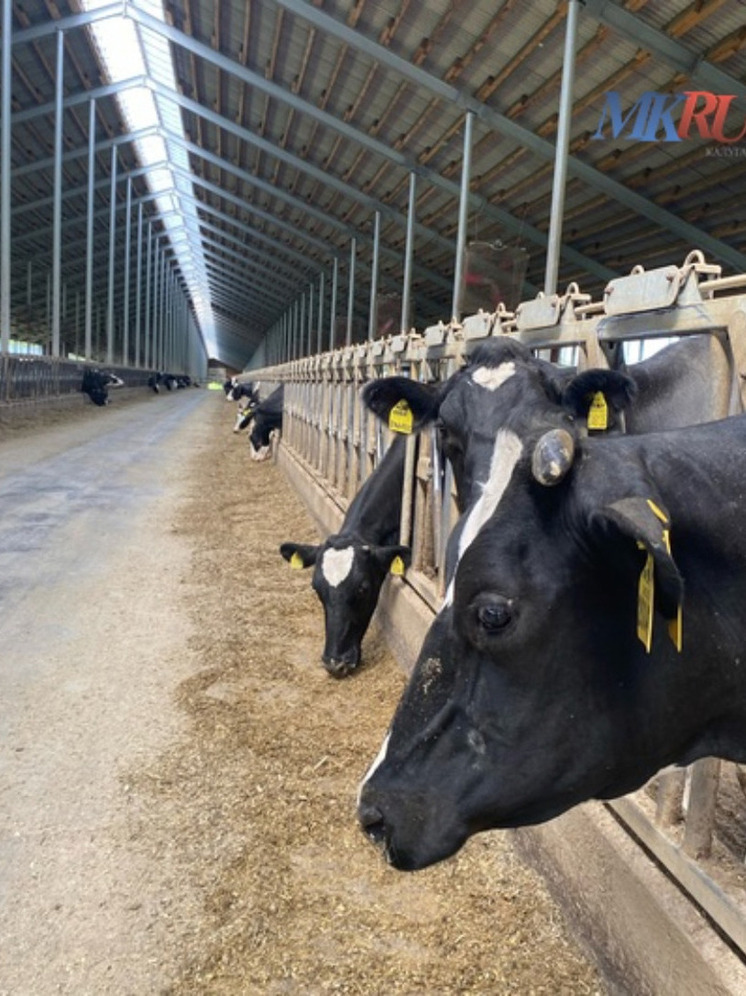 Калужский министр обозначил весомый вклад области в аграрную сферу страны