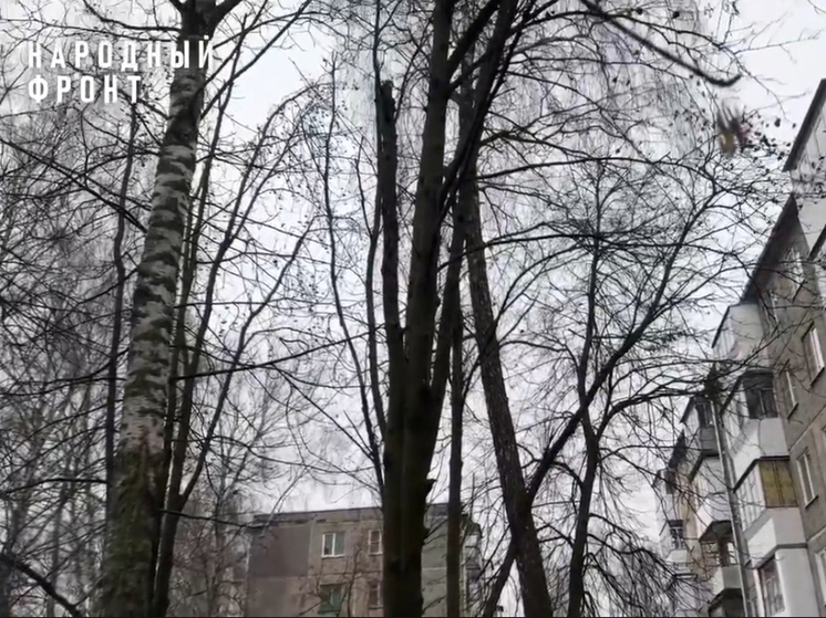 Орловцы обеспокоены аварийными деревьями по улице Игнатова