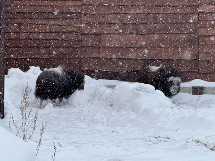 В Пермский зоопарк прибыли ямальские овцебыки