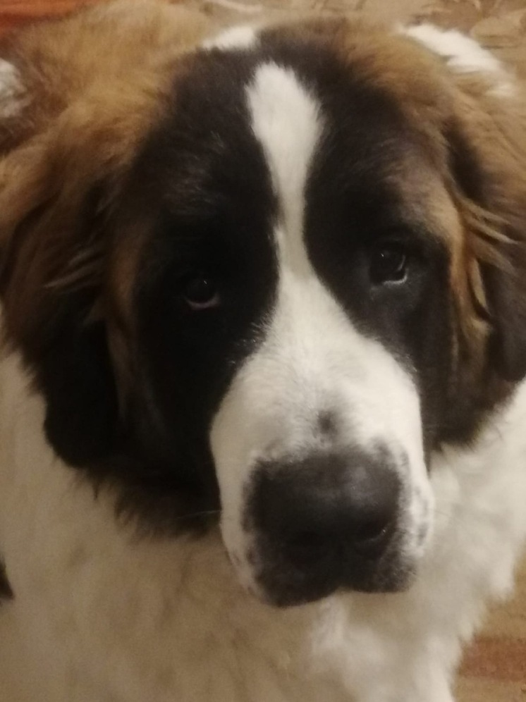 Новогоднее тепло для четвероногих: молодежь Запорожья поддержала приют