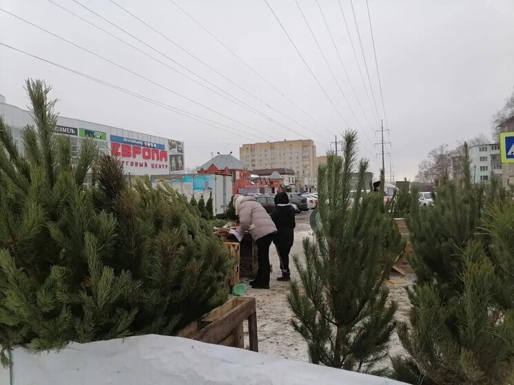 В Тамбове открылись елочные базары