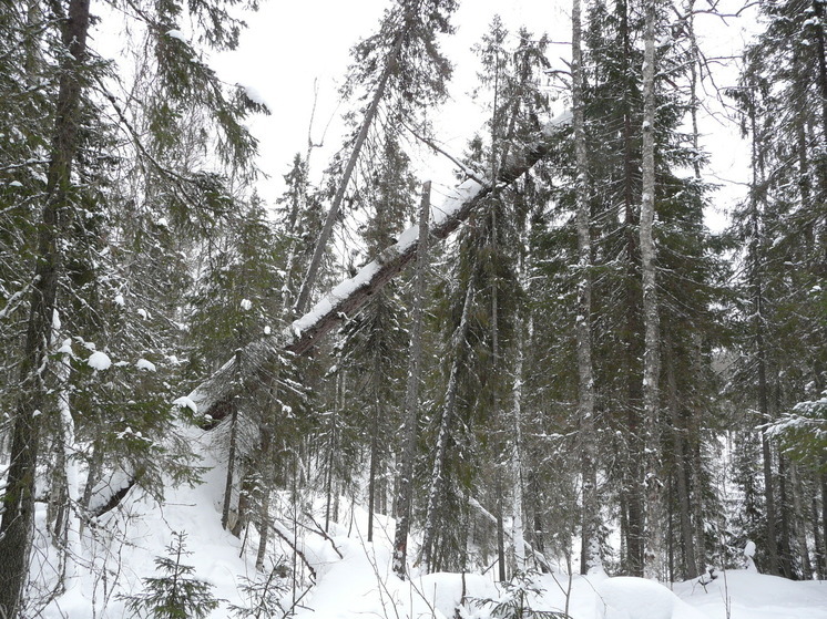  Жители Сольвычегодска прогулялись по Экологической тропе
