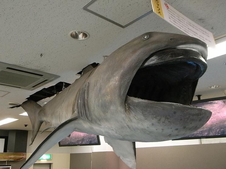 В Перу на берег выбросило редкую мертвую глубоководную акулу длиной 4,5 метра