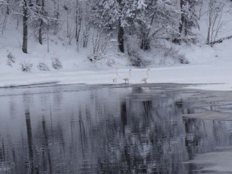 Лебеди продолжают зимовать в Карелии
