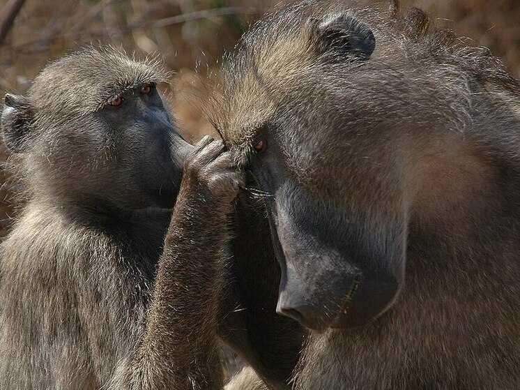 Current Biology: низкоранговые павианы спят спокойнее, чем альфа-самцы