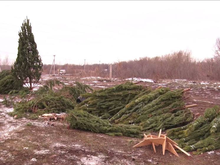 В Энгельсе ликвидировали нелегальный ёлочный базар