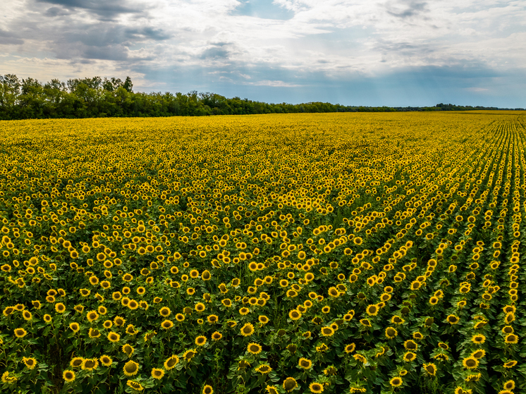Новосибирская область лидирует в России по экспорту гречихи, рапса и подсолнечника