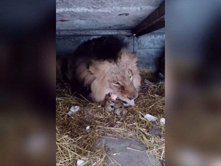 Льва Нео, раненого укронацистами, перевели в уличный вольер
