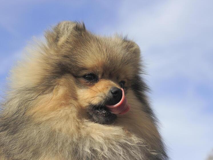 Кинологи назвали рейтинг собак в России в 2025 году