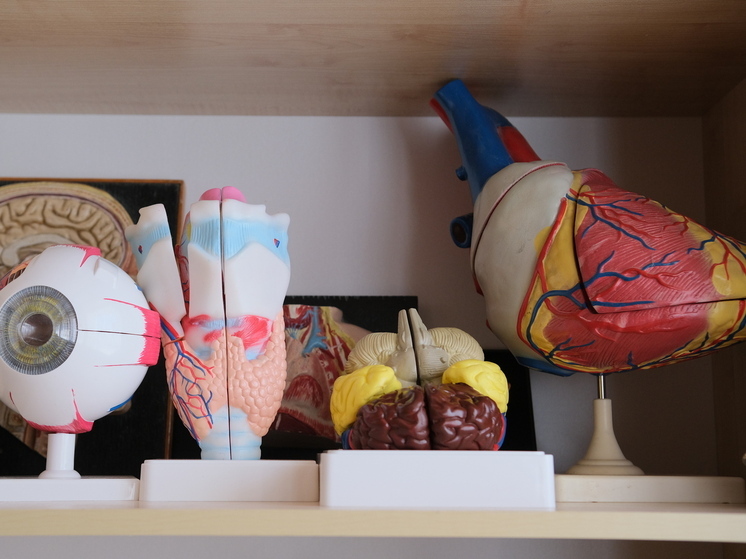 Волгоградский кардиолог назвала провоцирующие тахикардию факторы