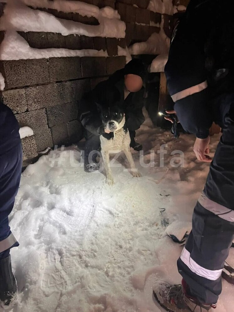 В Уфе спасатели помогли собаке с застрявшим во рту кольцом