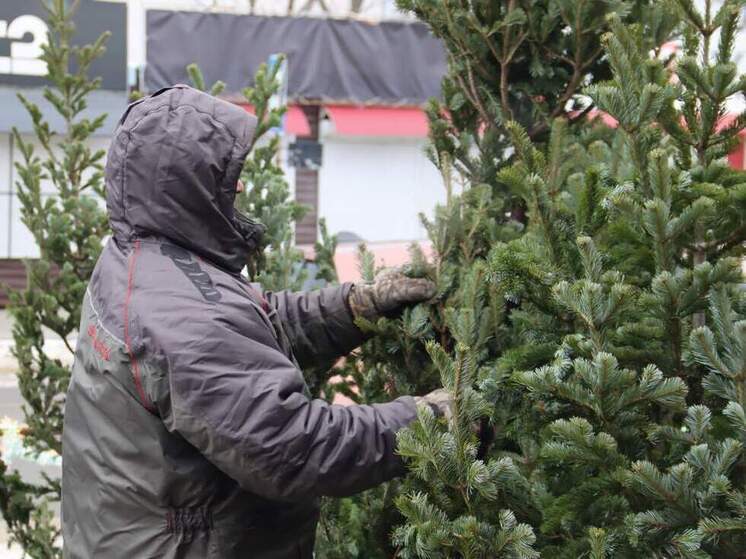 Бизнесмены Хабаровска готовятся к продаже новогодних елей