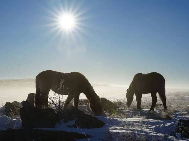 Радий Хабиров поделился фотографиями лошадей на тебеневке