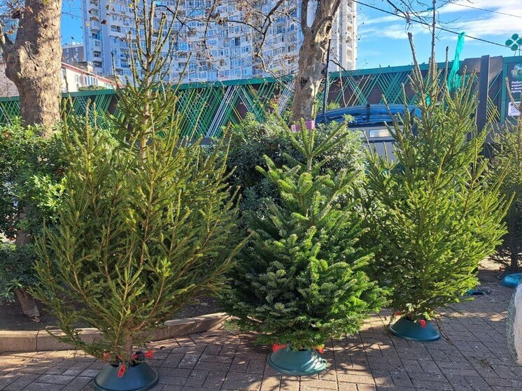 В Сочи открылись ёлочные базары