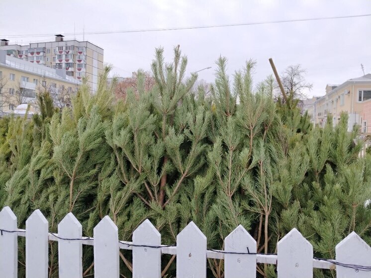 Где купить новогоднюю елку в Белгородском округе: подробный список адресов