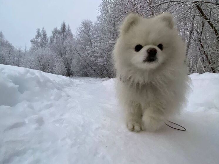 Кинологи назвали самые популярные породы собак в 2025 году