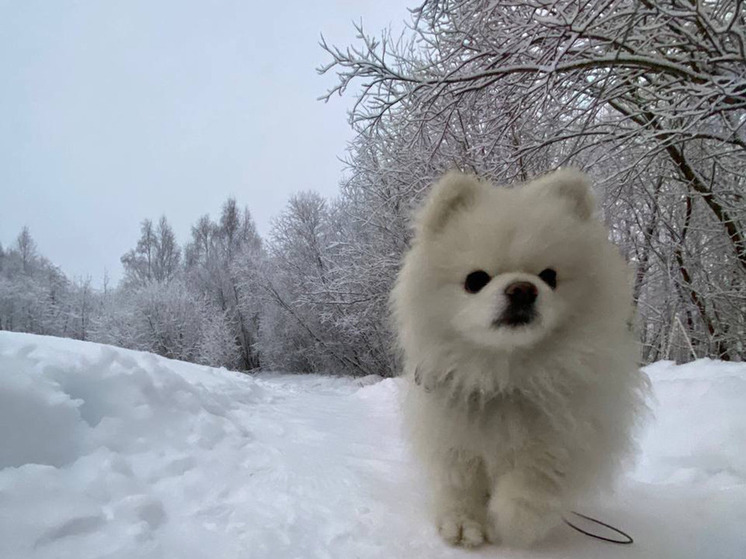 Немецкий шпиц остался главным любимчиком россиян