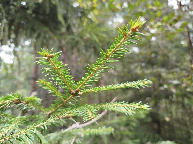 Ёлочные базары открылись в Петербурге 20 декабря